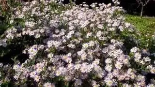 bees and flowers in the Erasmuspark.Amsterdam 24 september .24 degrees Celcius