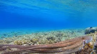 🐙ΧΤΑΠΟΔΙΑ Ένα Είδος ΥΠΟ ΕΞΑΦΑΝΙΣΗ! - THE OCTOPUS An ENDANGERED Species!