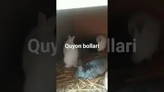 quyon bollarini yem yiyishi