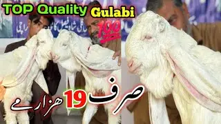 Aliyan Goat Farm Visit Latest Update❤️01-Feb-2026😱Mandi Say Kam Kimat Mein😍🔥💥,