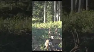 NICE BUCKS | one week til CO 🏹 opener #muledeer #archery #elk #colorado #publicland