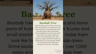Baobab tree 🌴  #facts #shorts #readingeanglish  #englishlearning#baobabtree#english #funfacts