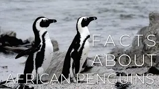 Sixteen Interesting Facts about the Critically Endangered African Penguins.