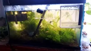Invento para recolectar huevos de Rasbora Galaxy y otras Rasboras