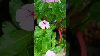 Periwinkle Flower | Dogbane family (Apocynaceae)  #plantscience4u