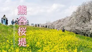 熊谷桜堤の千本桜【桜2023🌸】日本さくら名所100選 -  Japan's Top 100 Cherry Blossom Spots.