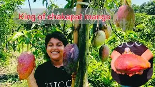 King of chakapat mango full information/The best among foreign mangoes/Ph -7601949430