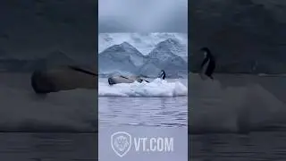 Penguin's Crazy Encounter with a Sleeping Sea Lion! 😱🐧