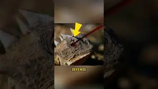 These Animals Have The Strangest Defense Mechanisms 🛡😱 #shorts