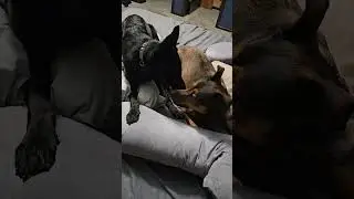 Bedroom sister fight #dogplay 