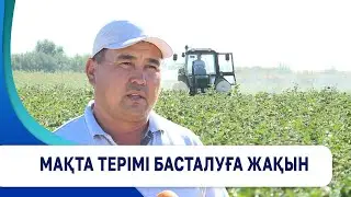 Түркістан облысында мақта терімі басталуға жақын