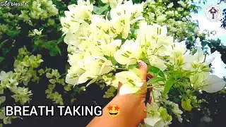 Bougainville FLOWERING Scene of Village HOME GARDEN 🤩& Mini Chilli Farm, Vegetables by beginner 😅✝️