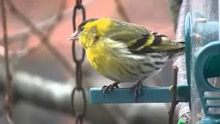 Sijsjes