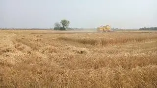 Gundam ki Katai | Village Life in Pakistan | Harvester Machine Cut | Wheat Crop in Minutes Amazing |