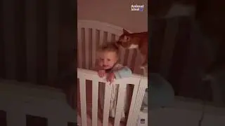 Adorable cat grooms baby's bedhead every morning