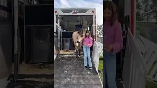 Ready for baltic cup 😍 #balticcup #horses #vlog #travel #pony #reinhold