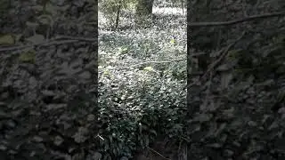 River Yeo April 2020 Vid 10 Pipe across river
