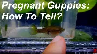 Pregnant Guppies: How To Tell?