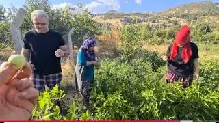 YAPAYALNIZ KALDIM BAHÇEDE NE VARSA HASAT KEVSER & METİNİ YOLCU ETTİK 