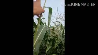 Air pollination