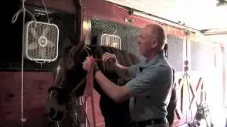 Farrier Quick Takes (Red Renchin): Обучение лошадей &mdash; Ноавел Хедсталл