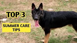Top 3 Summer Care Tips for Dogs | German Shepherd Care in Summers | Summer Schedule for Dogs #gsd
