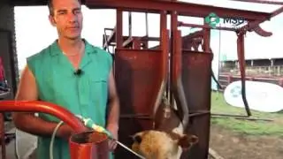 Cattle Drenching Technique