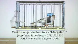 Canar slavujar de Romania - 