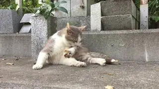 Stray Cat at Japanese Graveyard