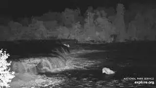 Brooks Falls at night with Bear L and fish galore. Katmai, Alaska. 7 Aug 2025 (explore.org)