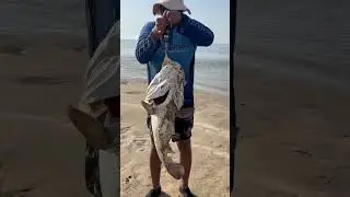 Massive 11kgs Grouper on cuttle fish #fishing #grouper #okumafishing #beach #doha