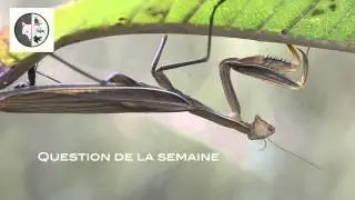 Oiseaux - Semaine no.1 - Films Nature Web TV