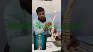 #Multifidus muscle #origininsertion #action #backpain #backmuscle #lumberpain #spinemobility#anotomy