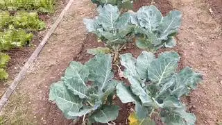 September 2022 Plot Tour