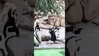 Penguin group