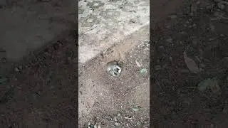 #monkey #monkeylove #monkeypet #cuteanimels #shortvideo #subscribe