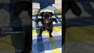 Zest Mike #zestfest #mike #zesty #dog #fyp #shorts