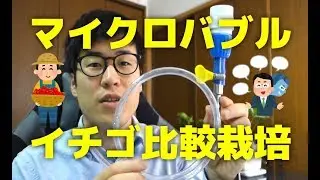 【農家】マイクロバブル発生器のいちご栽培比較試験【農業利用の効果】
