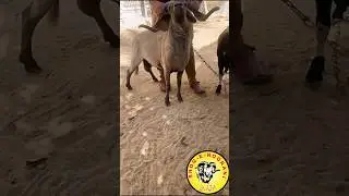 LONG TAIL MARINO😈 SHOQ.E.NOORANI #TRENDING #CATTLEWORLD #FYP #QURBANI #TRENDINGSHORTS #SHEEP