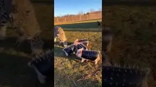 nDefense battle in backyard as piglets guard farm peace using spiked armor