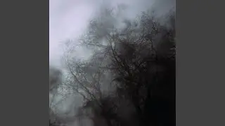 Forest Passageway, Hallway to the Void