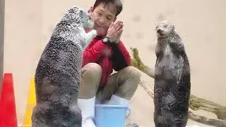 鳥羽水族館 ラッコ キラちゃん頭ツン！されるとお返事してしまう ｢何よ！｣