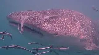 WHALE SHARK - THAILAND - SAIL ROCK - KOH PHANGAN - 4K