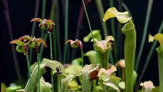 GLOBALink | Species with extremely small populations being saved in China