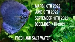 Michigan Tropicals LLC At The Tropical Fish Swap Of Michigan