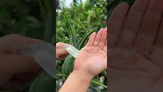 Aloe Vera: King of Natural Herbs #shorts