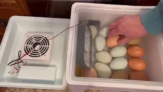 Dry Hatch Incubating Chicken Eggs in a Small Styrofoam Incubator #video #chickens #homestead
