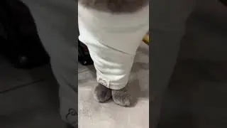 Funny cat walks awkwardly with front feet caught in shirt in Hubei, China