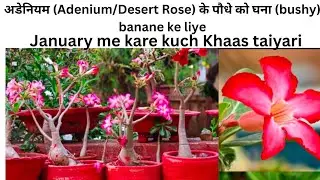  Adenium ke codax ki growth ke liye jane kuch secret tips aur January me kare Yeh kaam 