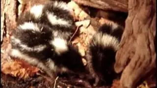 Hemicentetes nigriceps - Hochland-Streifentanrek